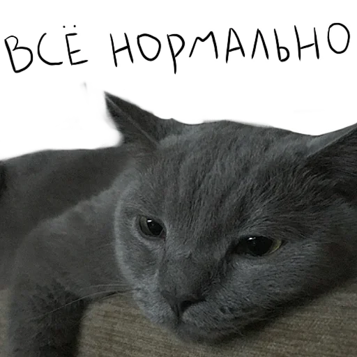 😒 Стикер «Poncik» для Telegram