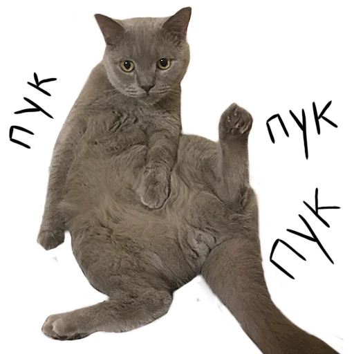 💨 Стикер «Poncik» для Telegram