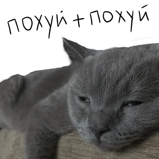 😒 Стикер «Poncik» для Telegram