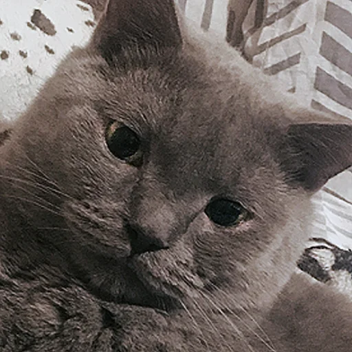 🤔 Стикер «Poncik» для Telegram
