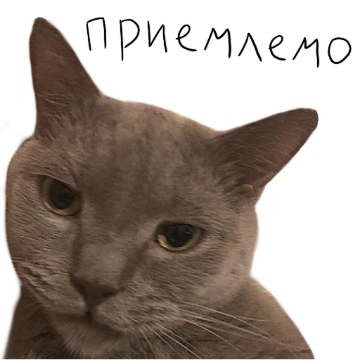 😑 Стикер «Poncik» для Telegram