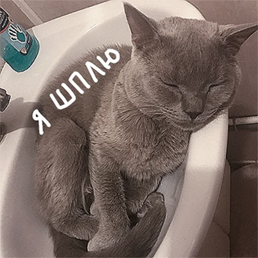 😴 Стикер «Poncik» для Telegram