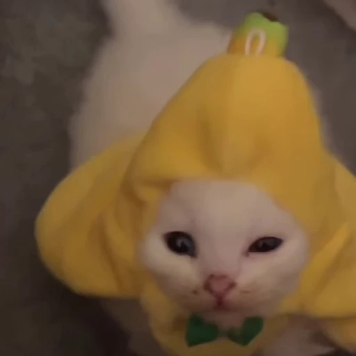 😽 Стикер «pookies» для Telegram
