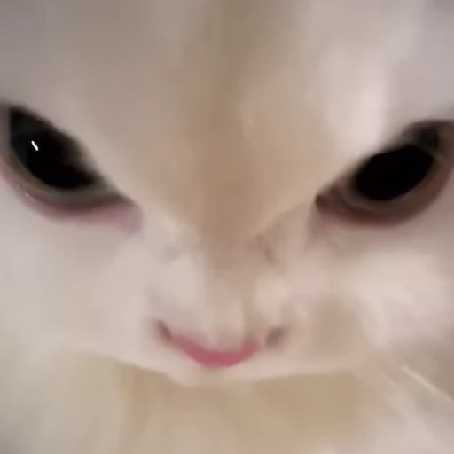 🤬 Стикер «pookies» для Telegram