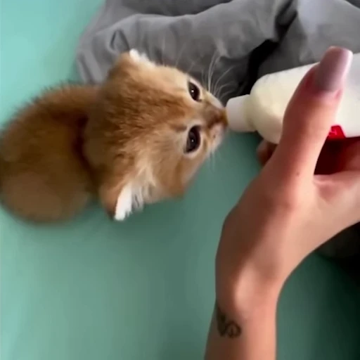 🌸 Стикер «pookies» для Telegram