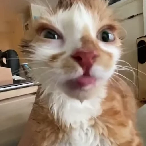 🤭 Стикер «pookies» для Telegram