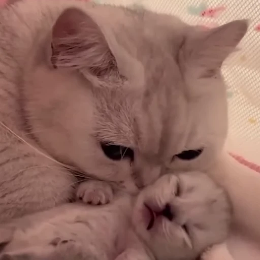 ❤️ Стикер «pookies» для Telegram