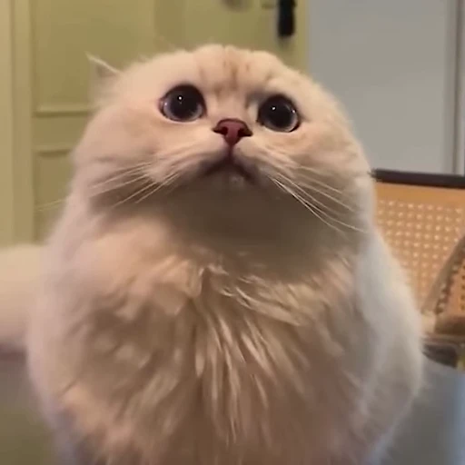 🤥 Стикер «pookies» для Telegram