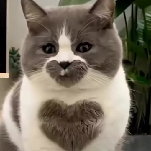 😊 Стикер «pookies» для Telegram