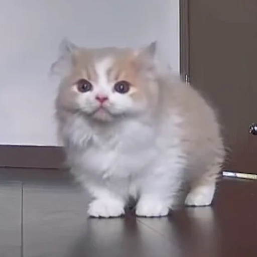 💔 Стикер «pookies» для Telegram