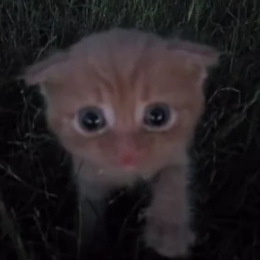 🖤 Стикер «pookies» для Telegram