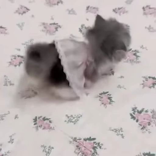 😘 Стикер «pookies» для Telegram