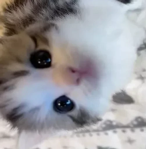 🥺 Стикер «маслята» для Telegram