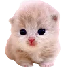 Стикер 14 Popipopipu