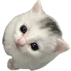 Стикер 15 Popipopipu