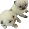 Стикер 17 Popipopipu