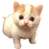 Стикер 26 Popipopipu