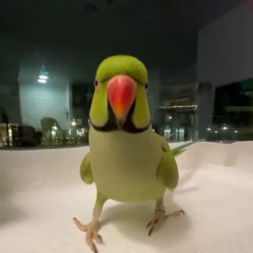 🤩 Стикер «Попугайчики» для Telegram