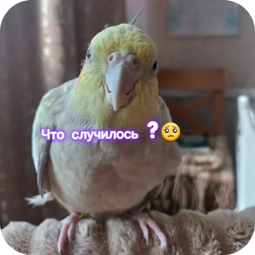 🐦 Стикер «Попугай Кока» для Telegram