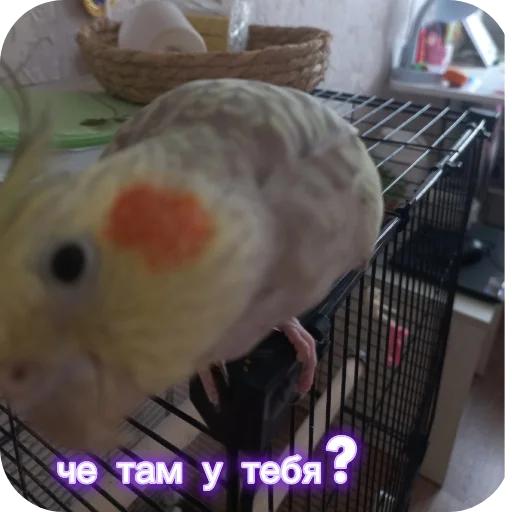 🐦 Стикер «Попугай Кока» для Telegram