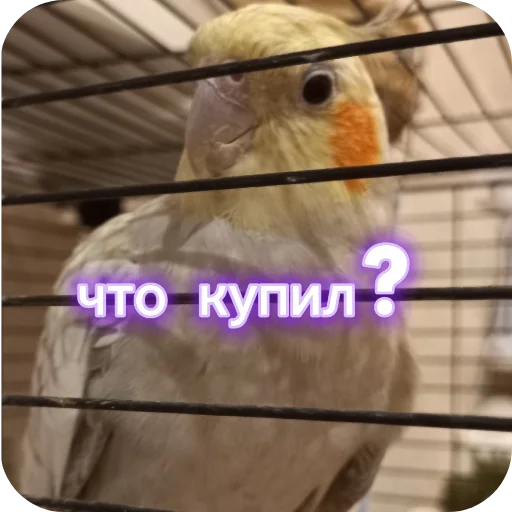 🐦 Стикер «Попугай Кока» для Telegram