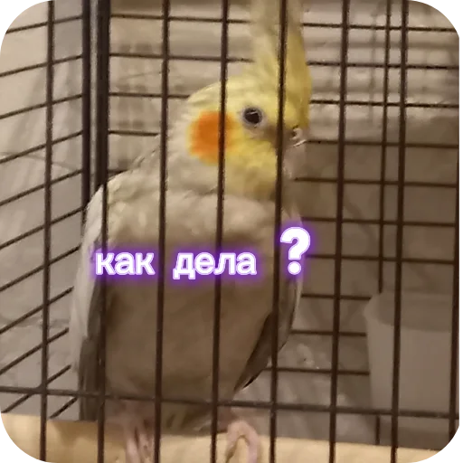 🐦 Стикер «Попугай Кока» для Telegram