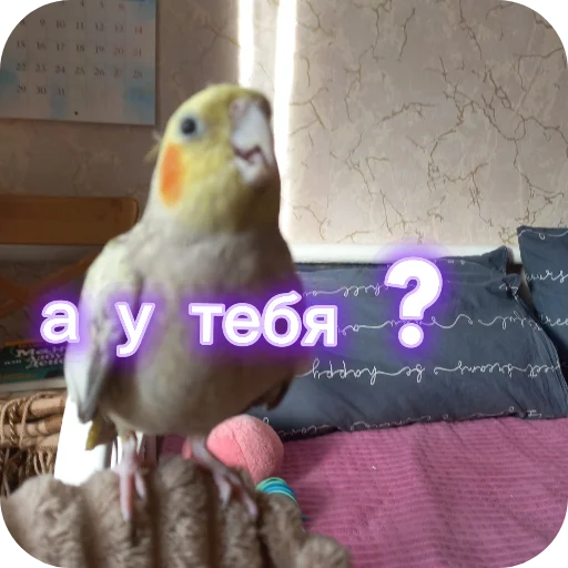 🐦 Стикер «Попугай Кока» для Telegram