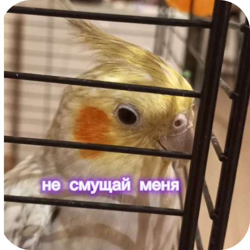 🐦 Стикер «Попугай Кока» для Telegram