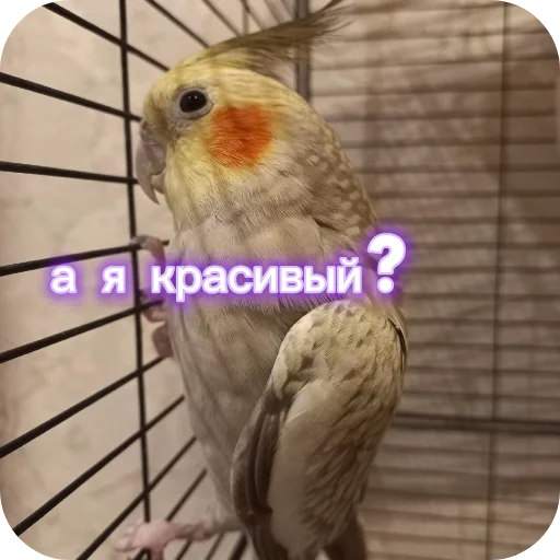 🐦 Стикер «Попугай Кока» для Telegram
