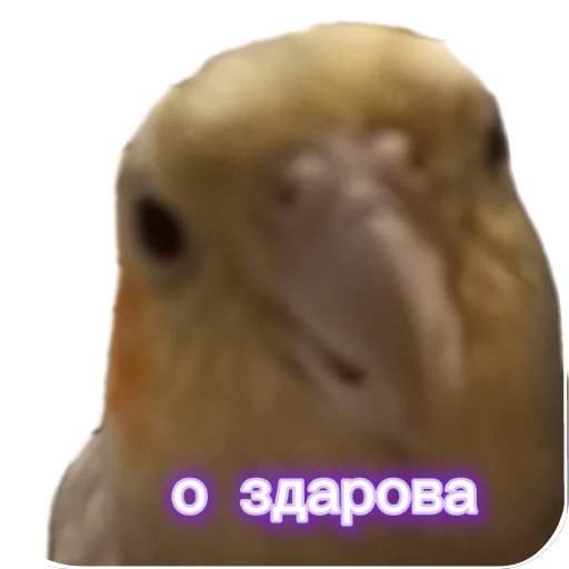 🐦 Стикер «Попугай Кока» для Telegram