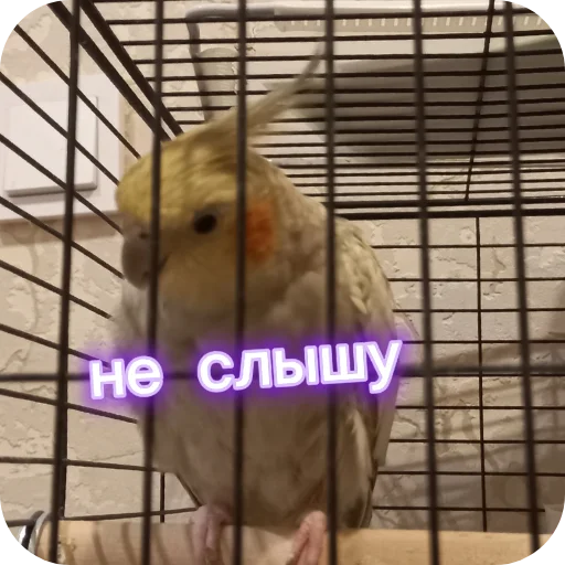 🐦 Стикер «Попугай Кока» для Telegram