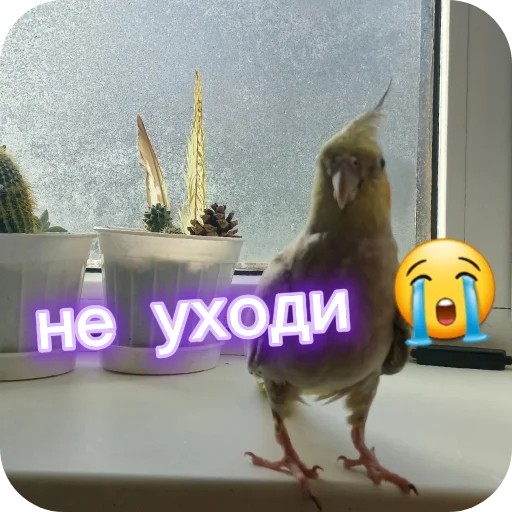🐦 Стикер «Попугай Кока» для Telegram