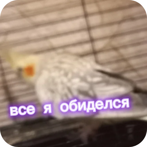 🐦 Стикер «Попугай Кока» для Telegram
