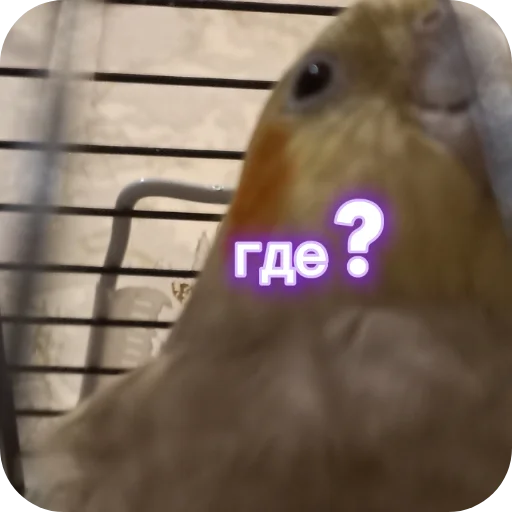 🐦 Стикер «Попугай Кока» для Telegram