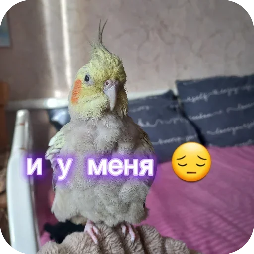 🐦 Стикер «Попугай Кока» для Telegram