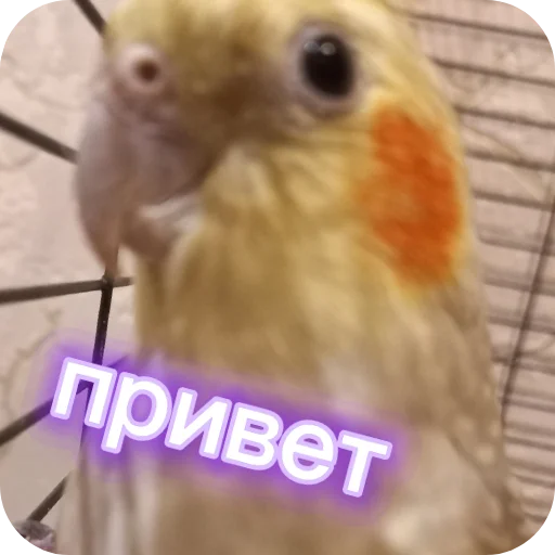 🐦 Стикер «Попугай Кока» для Telegram