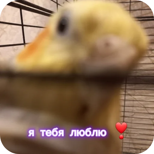 🐦 Стикер «Попугай Кока» для Telegram
