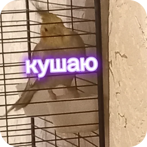 🐦 Стикер «Попугай Кока» для Telegram