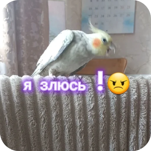 🐦 Стикер «Попугай Кока» для Telegram