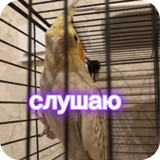 🐦 Стикер «Попугай Кока» для Telegram
