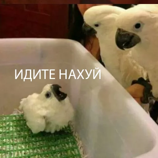 😡 Стикер «попуги и другие животные» для Telegram