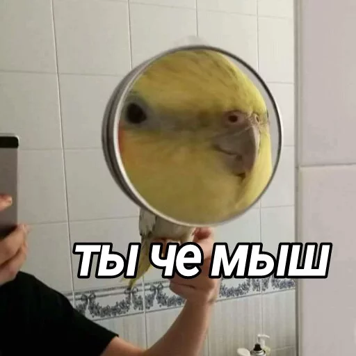 🐀 Стикер «попуги и другие животные» для Telegram