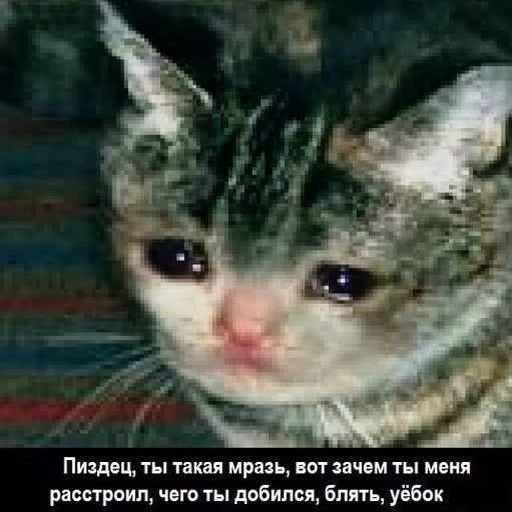 😓 Стикер «попуги и другие животные» для Telegram