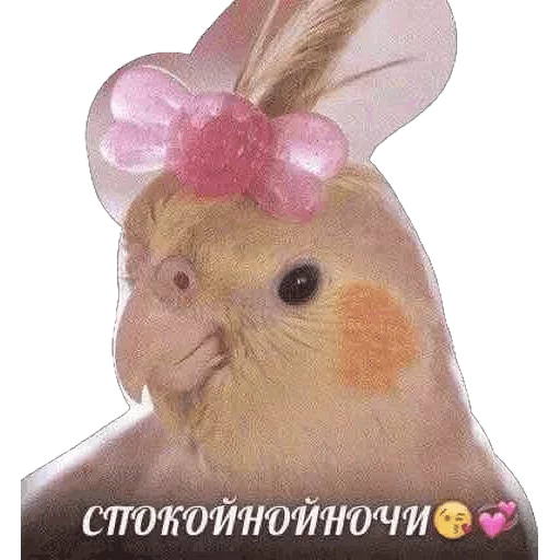 😴 Стикер «попуги и другие животные» для Telegram