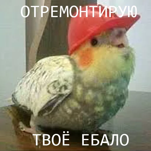 🤝 Стикер «попуги и другие животные» для Telegram