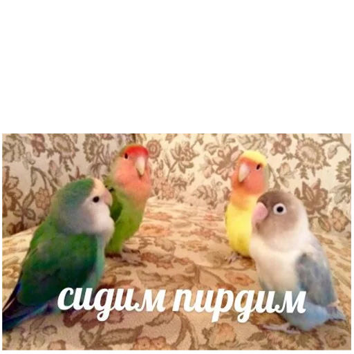 💭 Стикер «попуги и другие животные» для Telegram