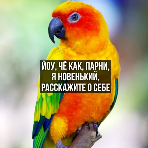 👋 Стикер «Флекс папуги» для Telegram