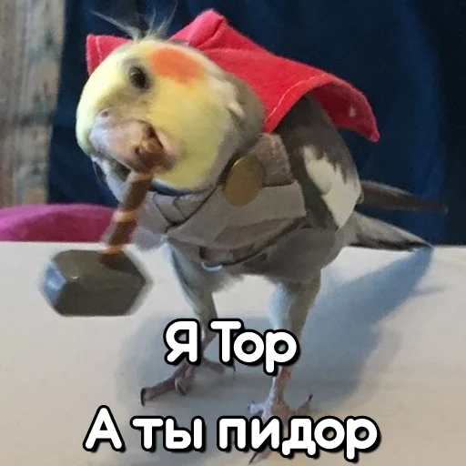 🛠 Стикер «Флекс папуги» для Telegram