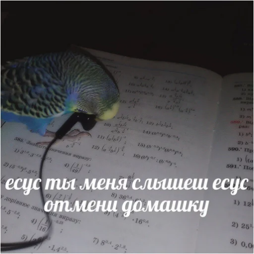 🔉 Стикер «Флекс папуги» для Telegram