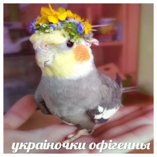 🥰 Стикер «Флекс папуги» для Telegram